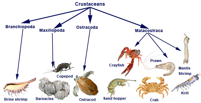 Crustacea - General Characteristics